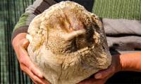 What is Ganoderma lucidum?