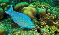 What is parrot fish? Why should not eat parrot fish?