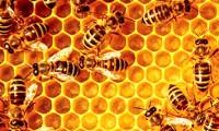 What is propolis? The effect of propolis is not known to everyone