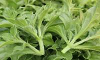 What is snowdrop vegetable?