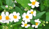 What is the Bidens pilosa flower? What are the amazing uses of Bidens pilosa flowers?