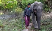 What is the cause of the centuries-old feud between humans and Asian elephants?