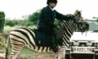 What is the deep reason that animals are chosen to domesticate?