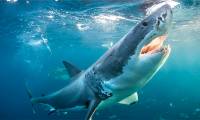 What is the 'Full Moon Effect'? Will the full moon 'command' sharks to attack?