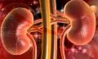 What is the function of the kidneys?  Characteristics and structure of kidneys