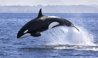 What is the function of the white spots above the eyes of killer whales?