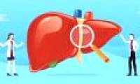 What is the liver?  How do they work?