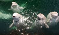 What is the truth behind feeding ice cubes to beluga whales?