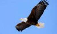 What limits the size of birds?