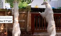 What makes this famous dog called giraffe, dinosaur?