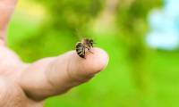 What should you do when attacked by bees?