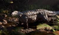 What strange prehistoric creatures have humans discovered?