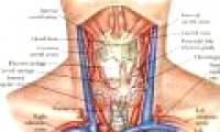 What to drink to prevent radiation exposure?