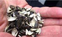 What Vietnamese people eat on the sidewalk and then throw away, a startup turns into a unique product that sells well.