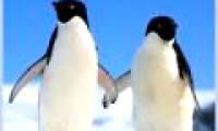 What will be the fate of the emperor penguin?