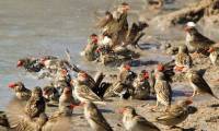 What would happen if 200,000 African mad sparrows attacked an elephant at the same time?