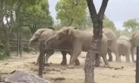 What would happen if elephants in the zoo fought?