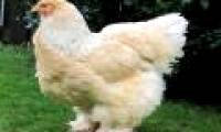 What's so special about a giant chicken weighing 20kg?