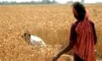 Wheat is aging prematurely because of climate change