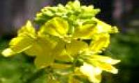 When attacked by pests and diseases, plants prioritize protecting flowers and not leaves