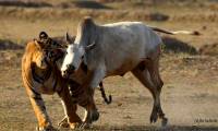 When cattle in a herd are attacked, why don't the others help?
