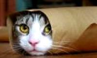 When did cats begin to invade the world?