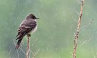 When it rains, where do the birds take shelter?