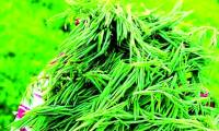 When scientists turned their research to growing wild vegetables
