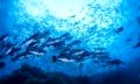 When there is a storm, what happens to marine creatures?