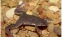 When threatened, frogs can turn their toes into claws
