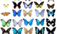 Where does the biological model in nature come from?