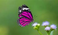 Where is the taste of butterfly? The most accurate answer surprises you