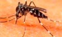 Where should the Zika virus be tested in Vietnam?