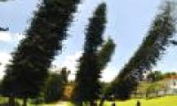 Where the pine species grows is always tilted to one side