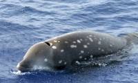 Which animal can hold its breath the longest?