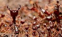 Which animal gives birth to the most babies in the natural world?