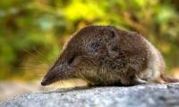 Which animal is the most gluttonous on Earth?