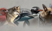 Which animals are susceptible to cancer?