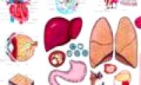 Which part of the human body is 'useless'?
