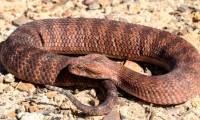 Which snake has the fastest speed on the planet?