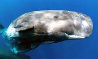 Which species has the biggest brain? Are they the smartest?
