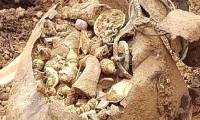 While digging the ground to build a house, a group of construction workers stumbled upon a treasure trove worth billions of Vietnamese dong.