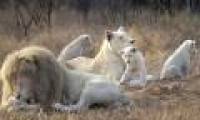 White lions escape the scene of