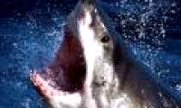 White shark bites the paddle, breaking 2 teeth