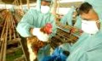 WHO announces the study of variant H5N1 avian influenza virus