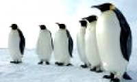 Why are Antarctic penguins afraid of the dark?