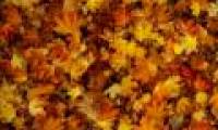 Why are autumn leaves in the United States and Europe different?