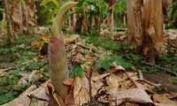 Why are banana trees cut down immediately after harvesting?
