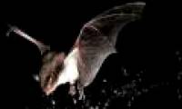 why are bats afraid of water?