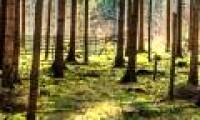 Why are cylindrical trunks?